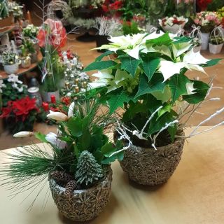 2. Adventní neděle OTEVŘENO sobota - neděle 10:00 - 16:00 #advent#brevnov#belohorska#dekorace#rodina